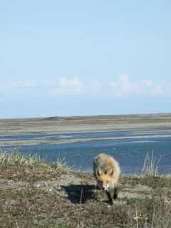 arctic fox 240x320 arctic fox 240x320
