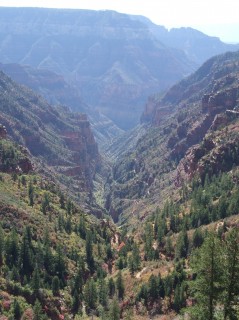 the canyon 239x320 the canyon 239x320