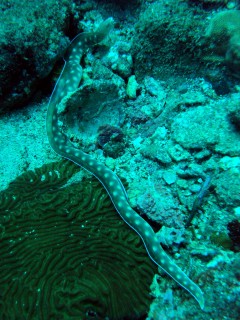 eel 240x320 eel 240x320