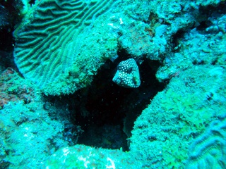 eel thing 320x240 eel thing 320x240