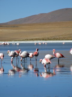 pink flamingos 240x320 pink flamingos 240x320