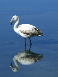 white flamingo 240x320 white flamingo 240x320