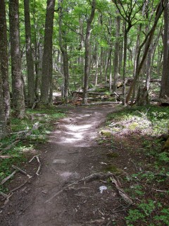 backside forest paine 240x320 backside forest paine 240x320