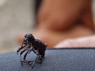 little insect 320x240 little insect 320x240