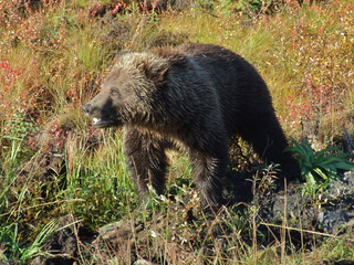 dempster grizzley bear cub 320x240 dempster grizzley bear cub 320x240