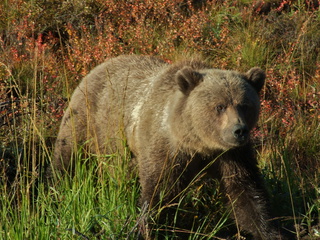 dempster grizzley bear sow 320x240 dempster grizzley bear sow 320x240