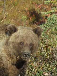 dempster grizzley swo watching 240x320 dempster grizzley swo watching 240x320